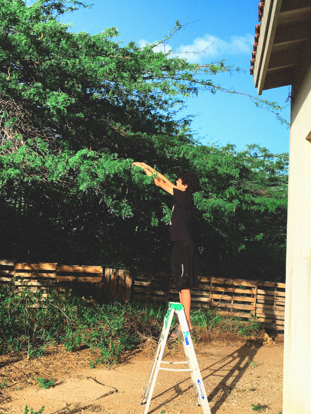 yurick on a ladder taking a picture